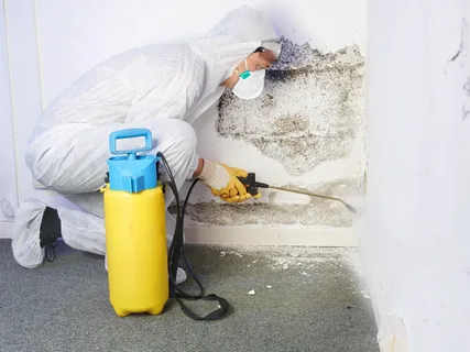 Professional mould removal Sydney